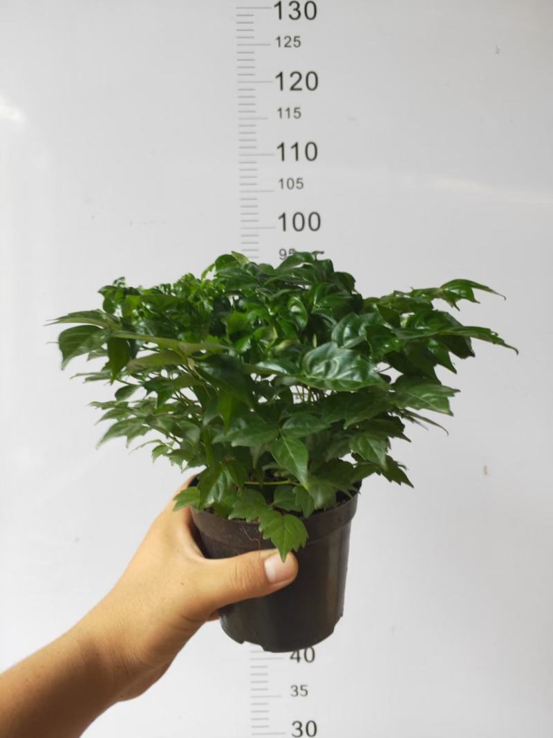 睡莲睡莲盆栽香水睡莲不同颜色散发出不同香