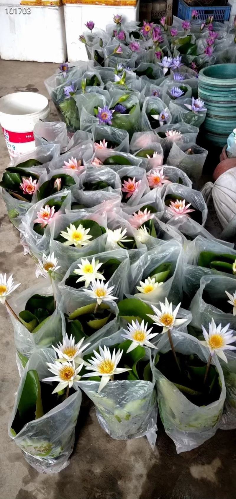 睡莲睡莲盆栽香水睡莲不同颜色散发出不同香