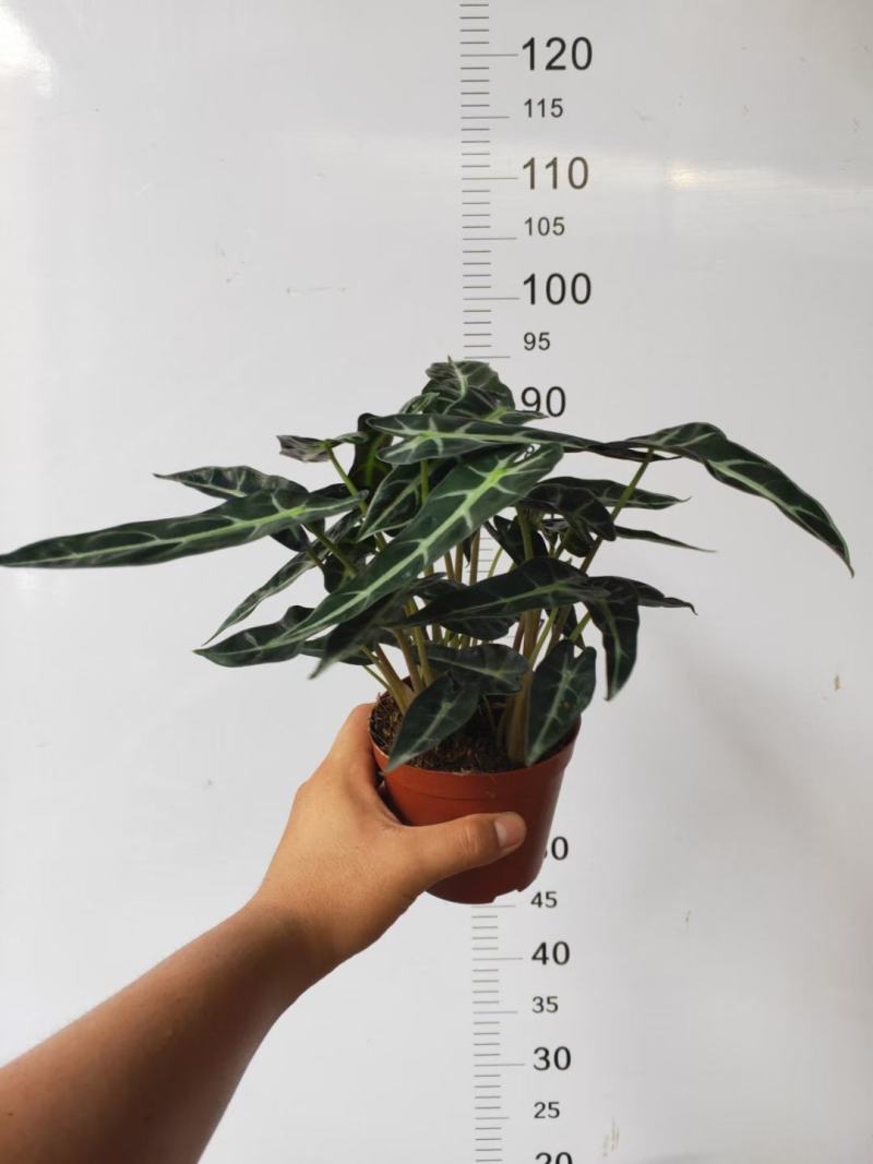 睡莲睡莲盆栽香水睡莲不同颜色散发出不同香