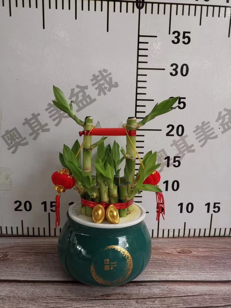 睡莲睡莲盆栽香水睡莲不同颜色散发出不同香