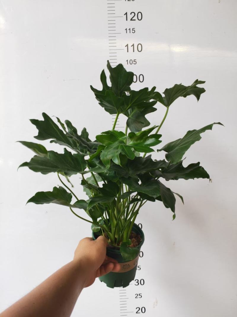 睡莲睡莲盆栽香水睡莲不同颜色散发出不同香