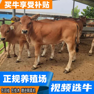 三元杂交牛买牛享受补贴1000元/头出售改良肉牛回收