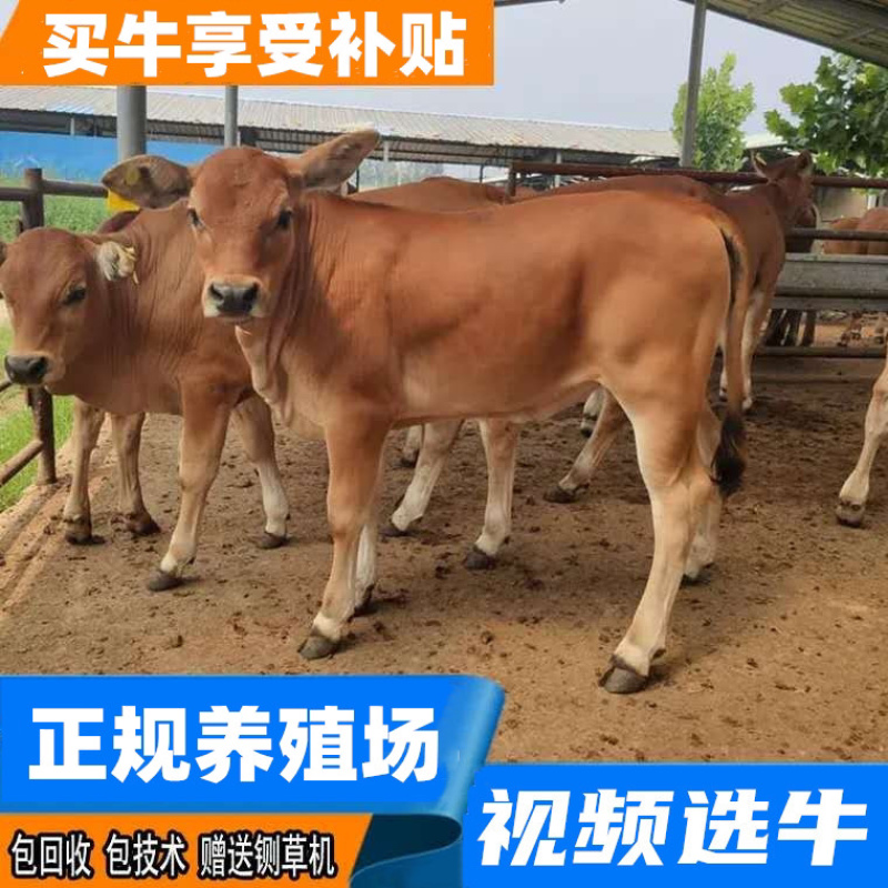 三元杂交牛买牛享受补贴1000元/头出售改良肉牛回收