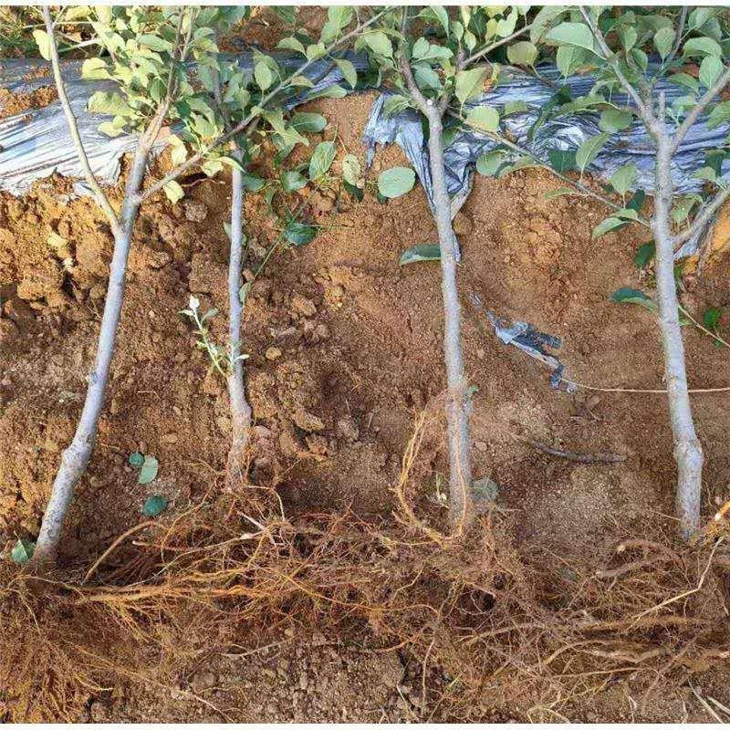 磨盘柿子树苗优质嫁接柿子树苗基地直发现挖现发