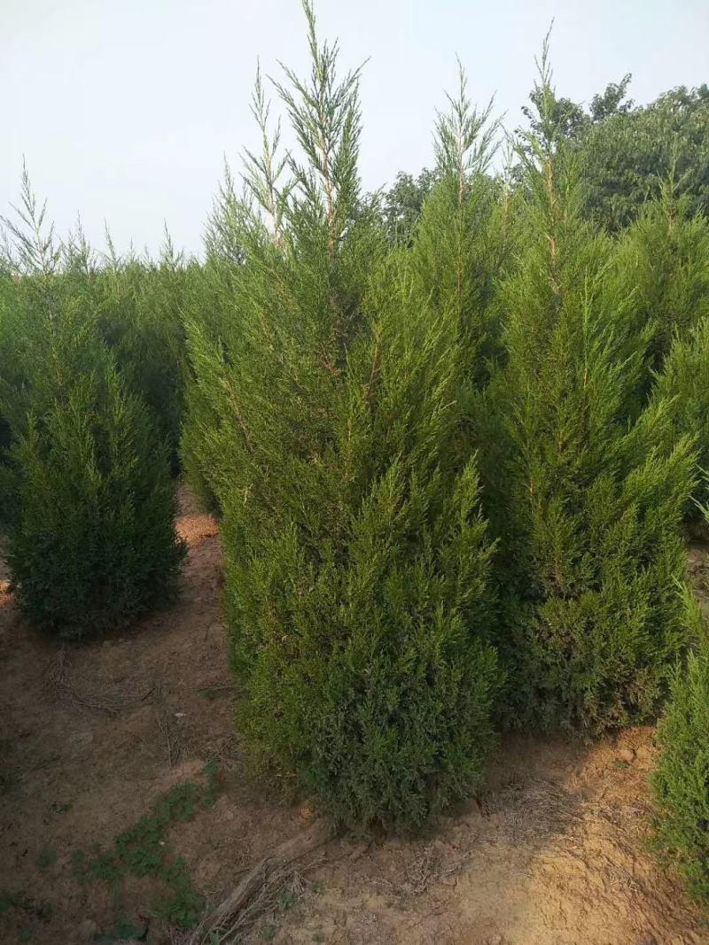 长期供应蜀块蜀桧松柏类苗木