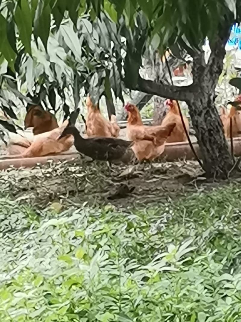 三年多老鸭果园放养一只江浙沪皖包邮