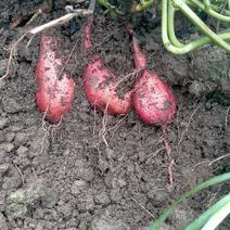自己种植的西瓜红红薯