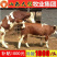 鲁西黄牛犊黄牛仔黄牛犊享受补贴1000元/头
