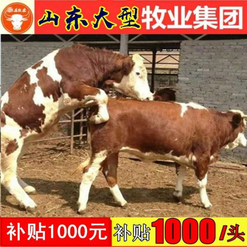 鲁西黄牛犊黄牛仔黄牛犊享受补贴1000元/头