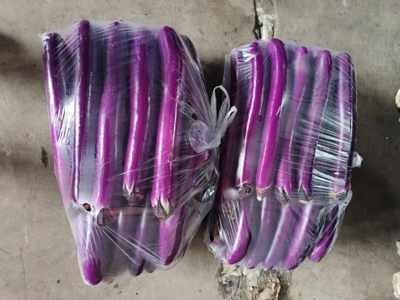精品长茄紫红长茄陕西茄子陕西咸阳长茄产地直发