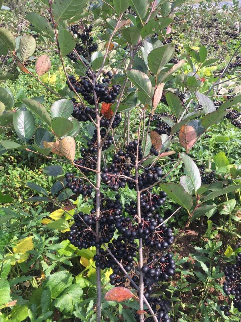 黑果腺肋花楸果药材！