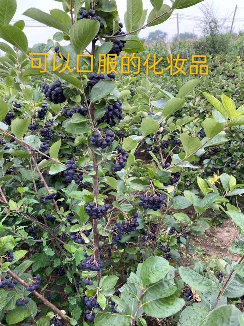 黑果腺肋花楸果药材！