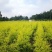 四川成都温江基地直销千层金，规格齐全，基地直供