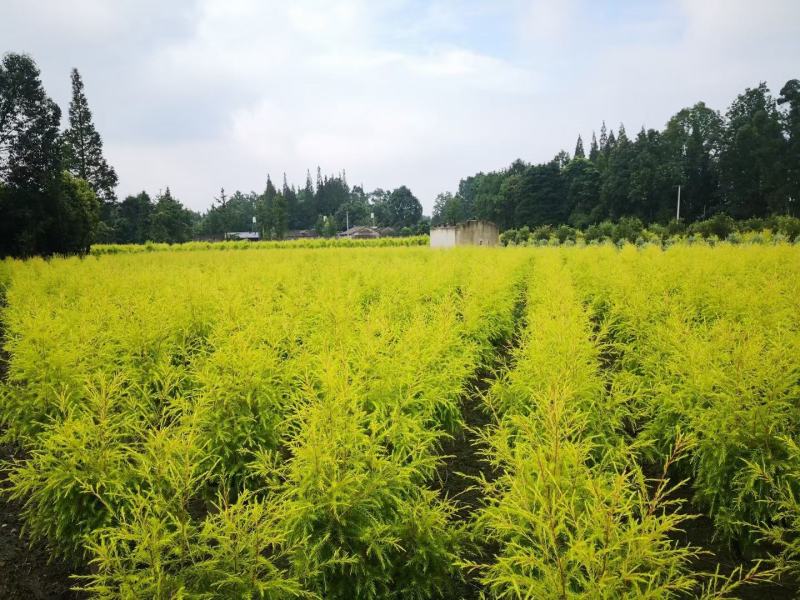 四川成都温江基地直销千层金，规格齐全，基地直供