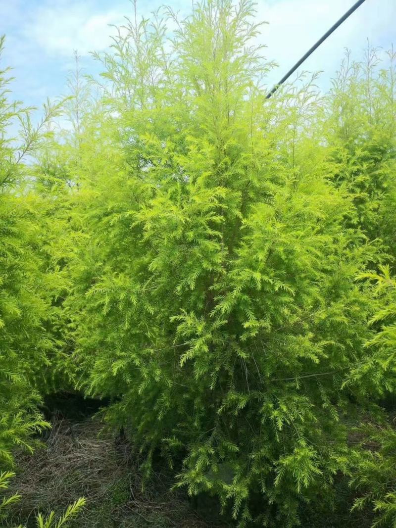 四川成都温江基地直销千层金，规格齐全，基地直供