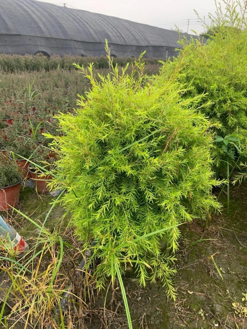 四川成都温江基地直销千层金，规格齐全，基地直供