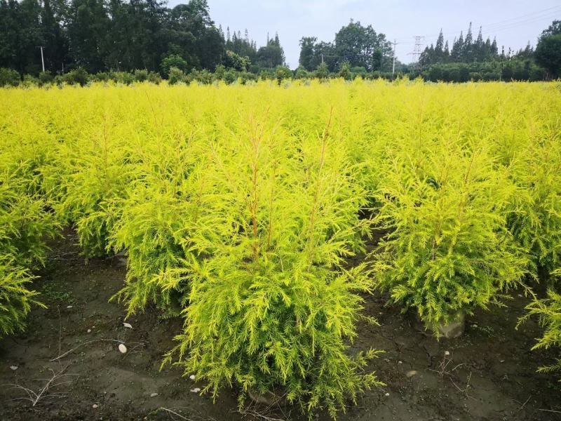 四川成都温江基地直销千层金，规格齐全，基地直供
