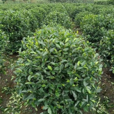 四川成都温江基地苗圃茶花笼，自家货，可批发