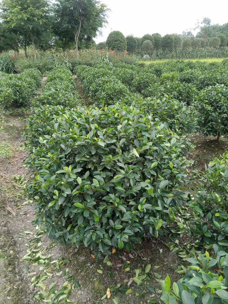 四川成都温江基地苗圃茶花笼，自家货，可批发