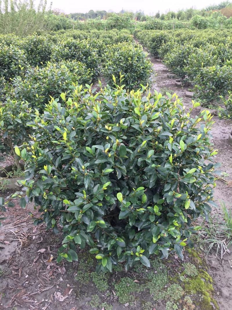 四川成都温江基地苗圃茶花笼，自家货，可批发
