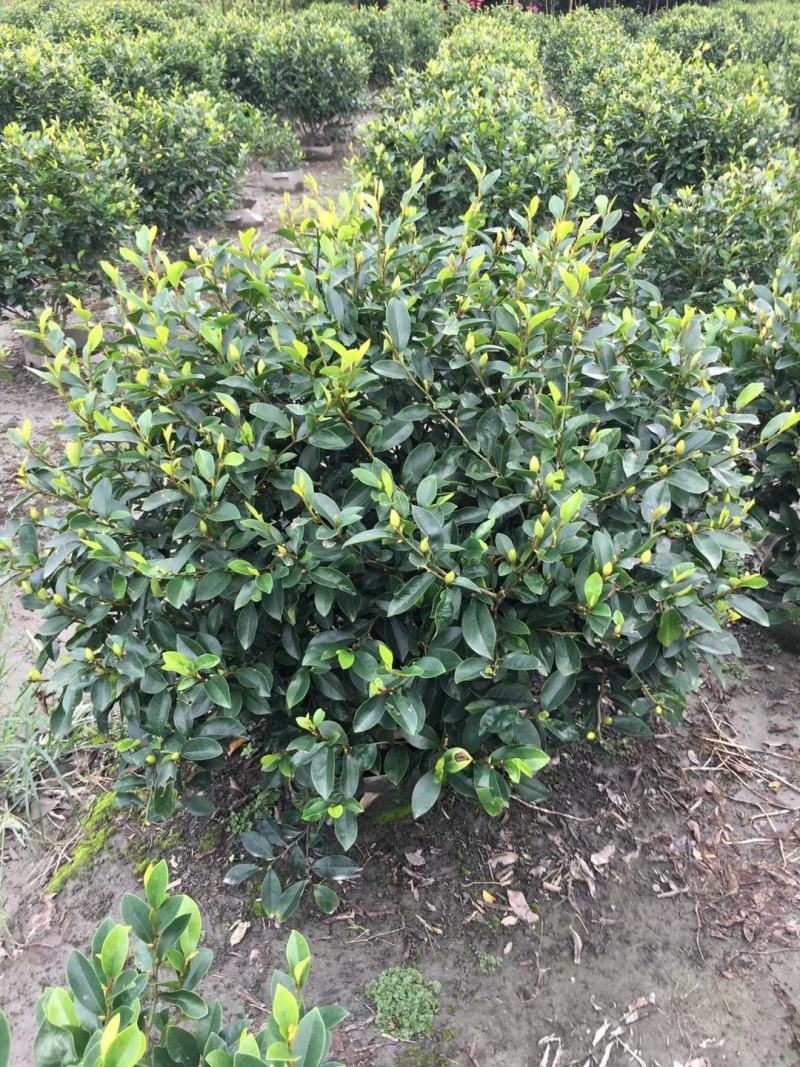 四川成都温江基地苗圃茶花笼，自家货，可批发