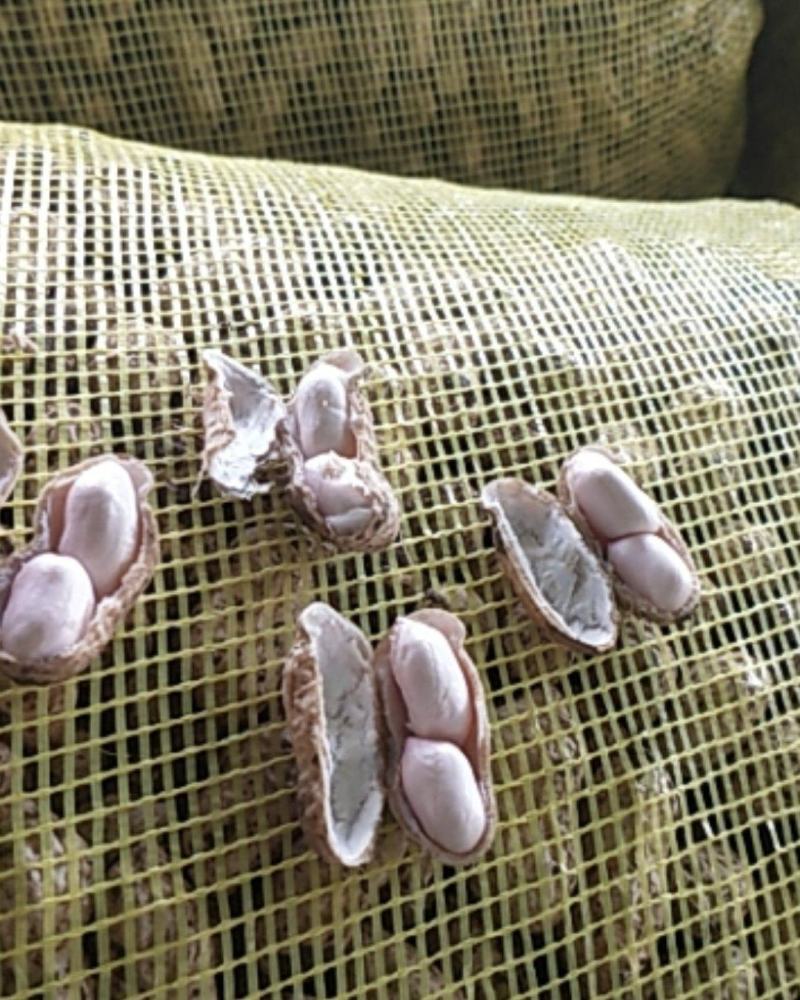 新鲜花生新鲜采摘鲜货现发颗粒饱满
