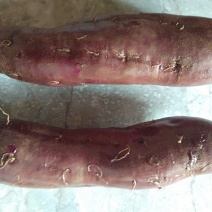 紫薯，大量出货供应，价格便宜再便宜