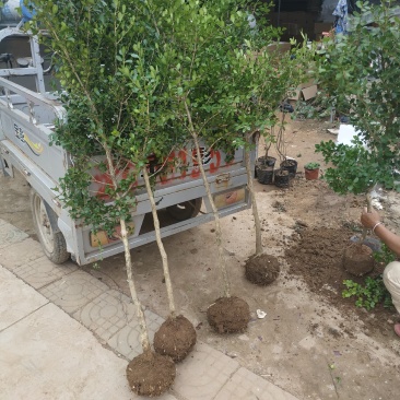 小叶瓜子黄杨庭院种植阳台种植量大从优