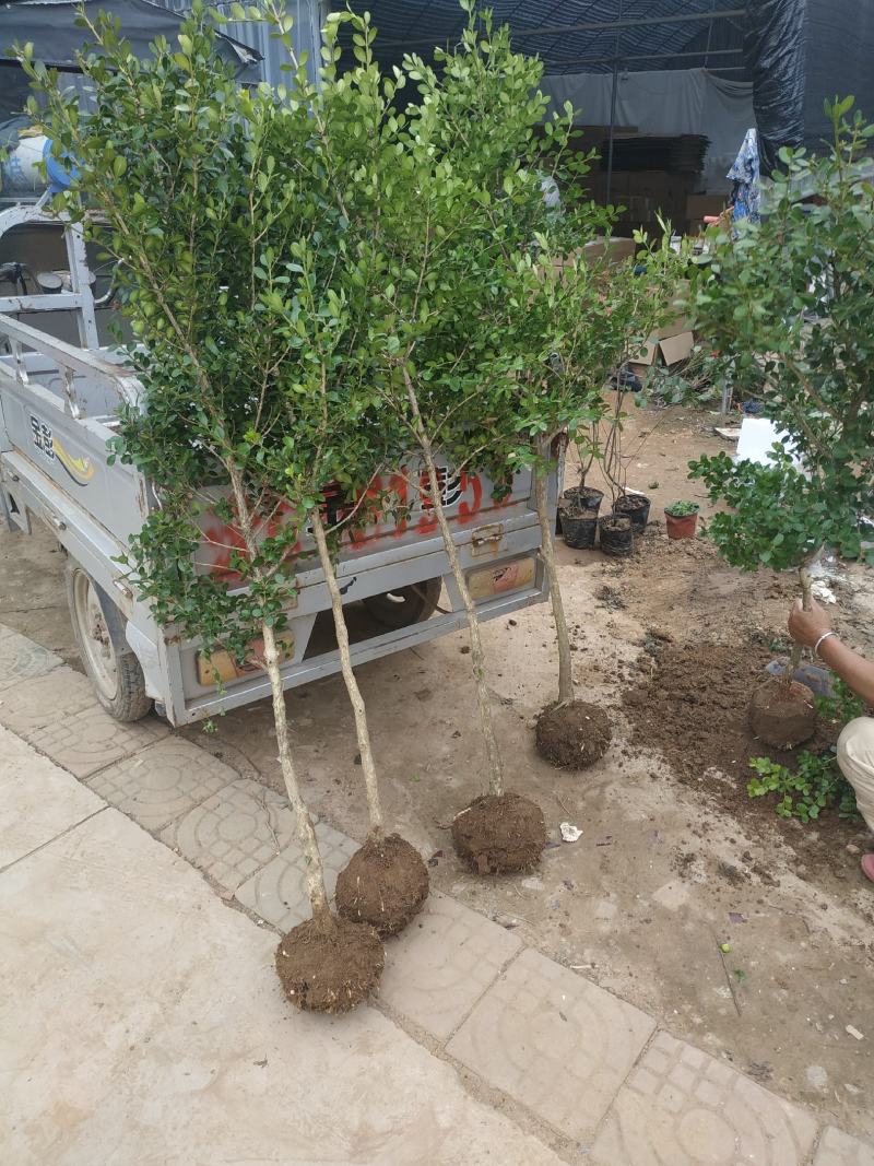 小叶瓜子黄杨庭院种植阳台种植量大从优