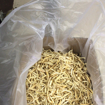 金堂沙参产地直销批发
