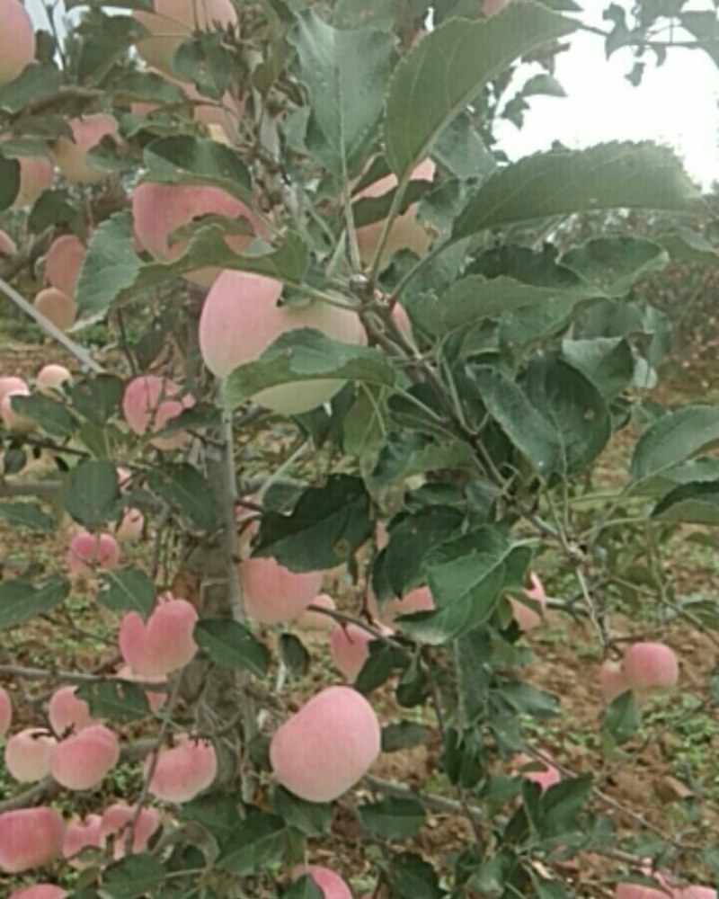 风翔苹果大量上市，迎远方客商