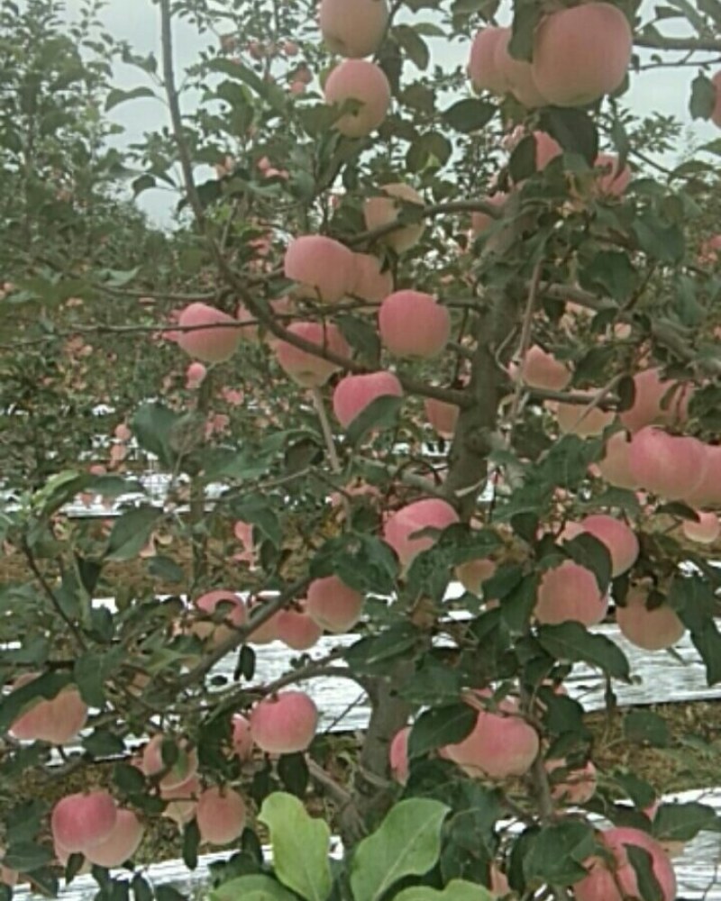 风翔苹果大量上市，迎远方客商