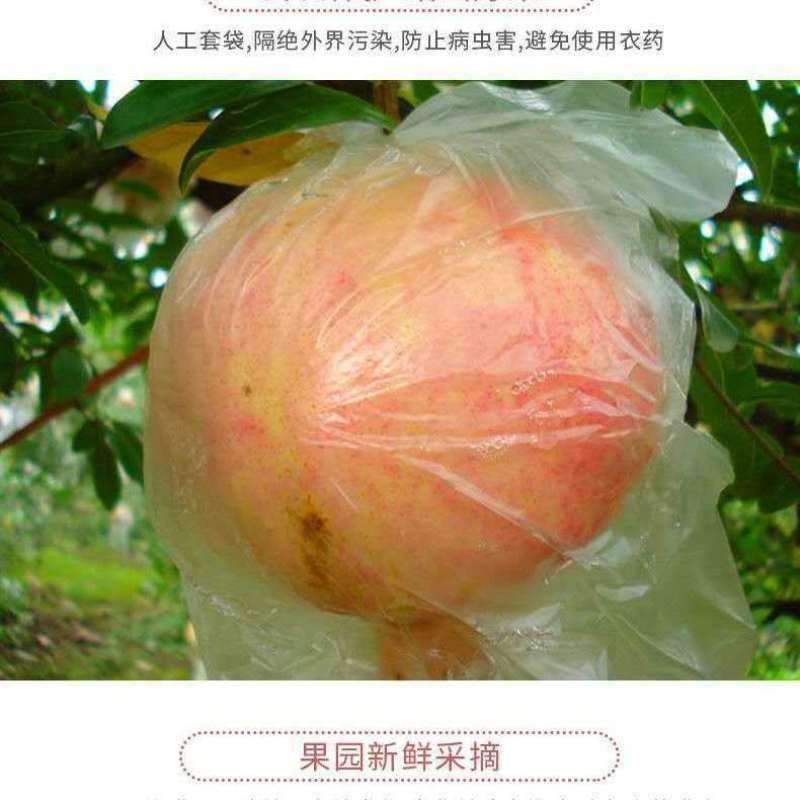 云南蒙自正宗软籽甜石榴支持一件代发现摘现发