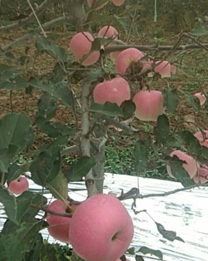 风翔苹果大量上市，迎远方客商
