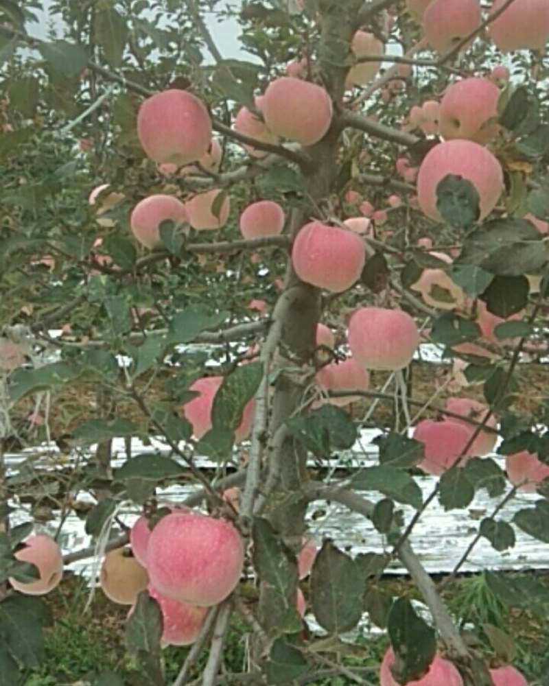 风翔苹果大量上市，迎远方客商