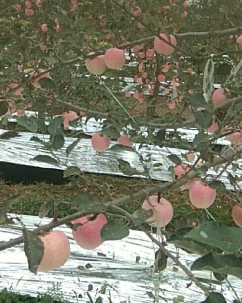 风翔苹果大量上市，迎远方客商