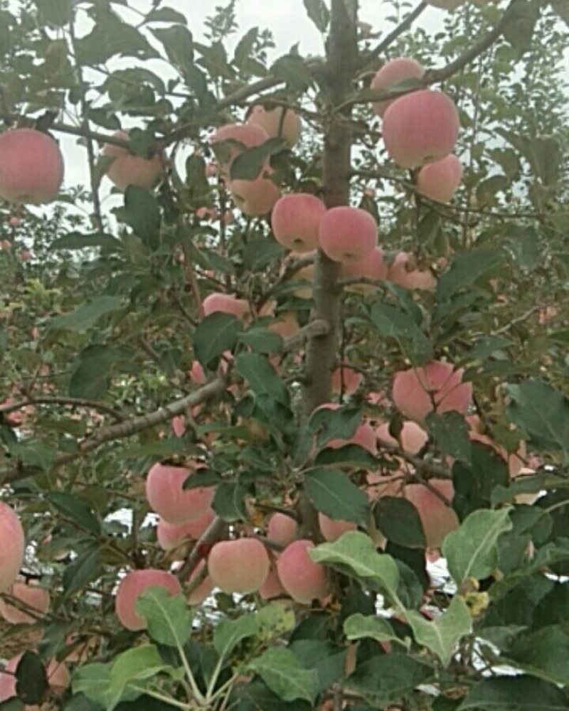 风翔苹果大量上市，迎远方客商