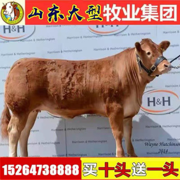 鲁西黄牛买10头送一头补贴1000元/头包送货