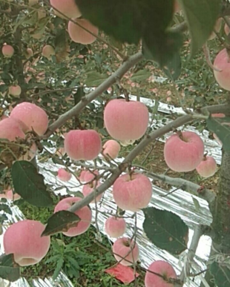 风翔苹果大量上市，迎远方客商