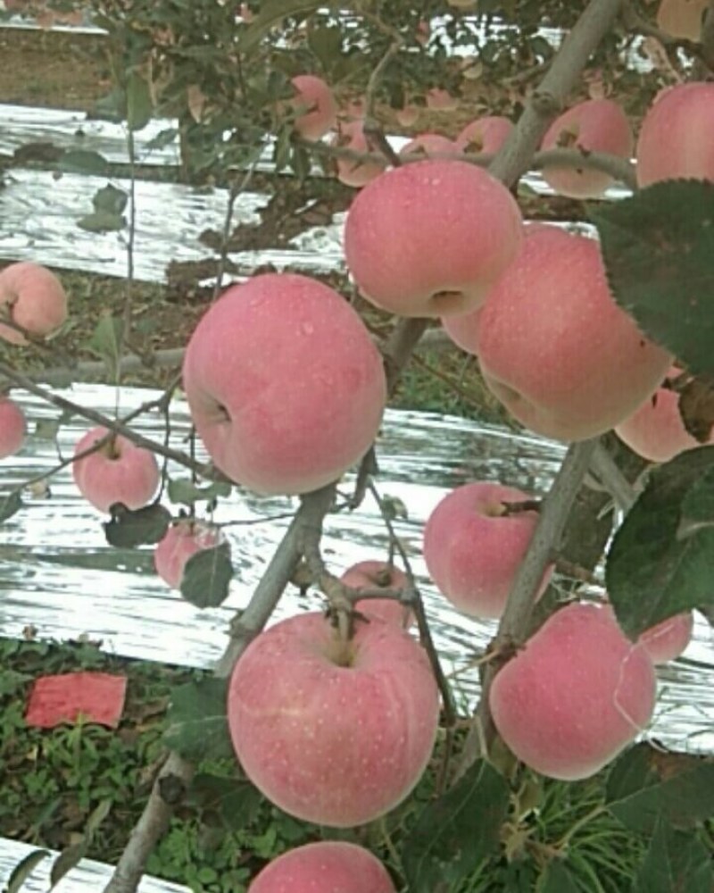 风翔苹果大量上市，迎远方客商