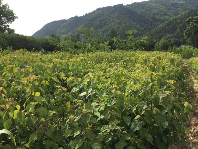 毛叶山桐子苗（精品）一年苗二年苗