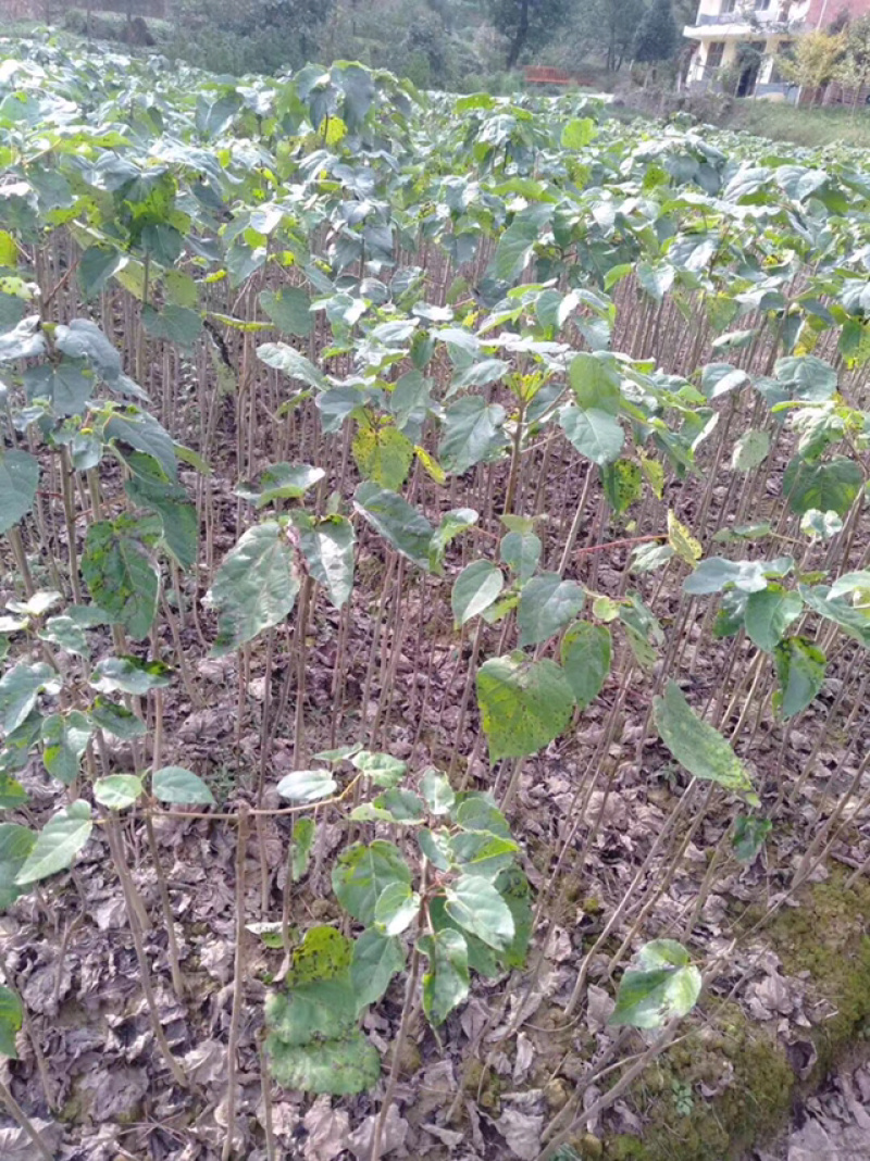 毛叶山桐子苗（精品）一年苗二年苗