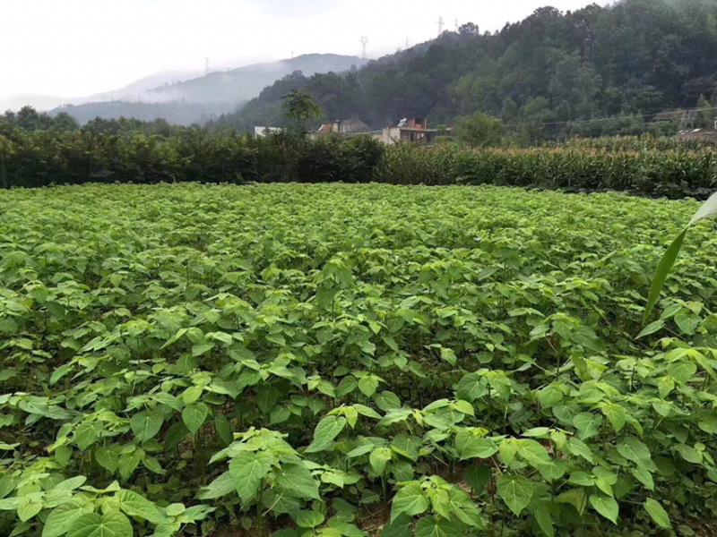 毛叶山桐子苗（精品）一年苗二年苗