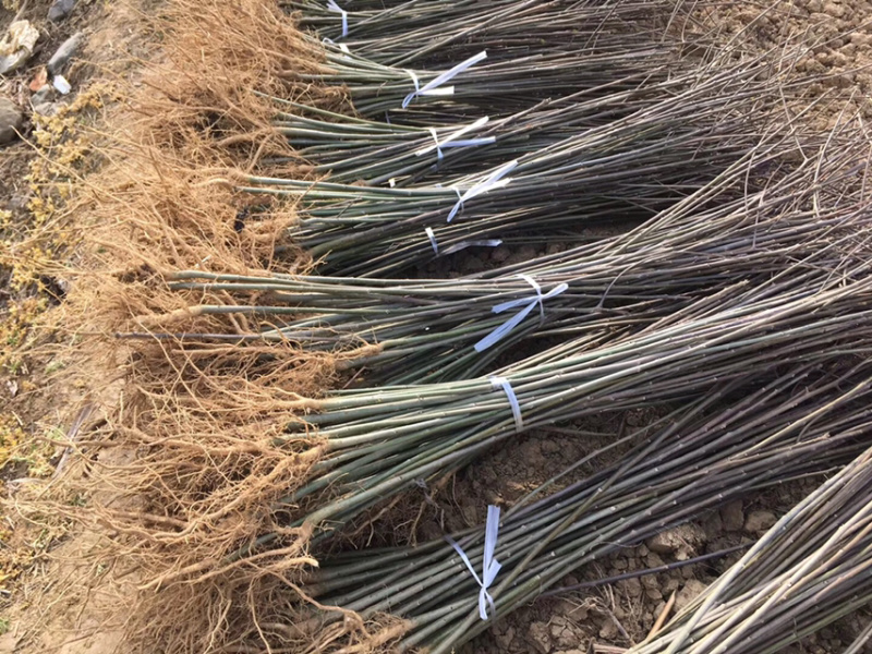 毛叶山桐子苗（精品）一年苗二年苗