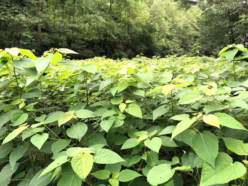 毛叶山桐子苗（精品）一年苗二年苗
