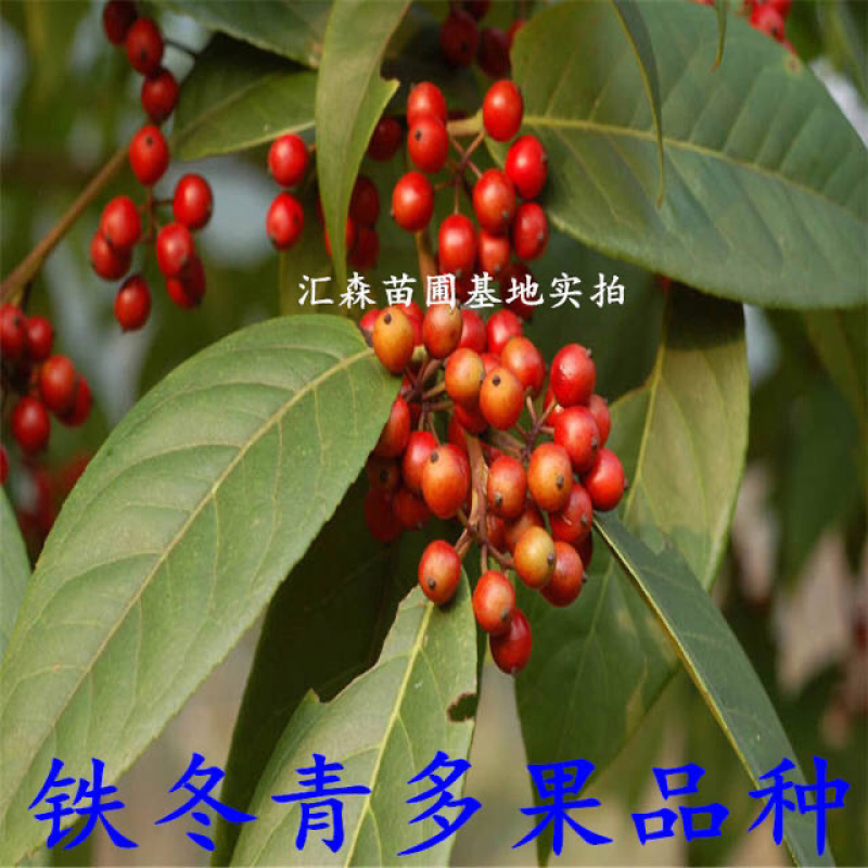 万紫千红铁冬青树苗四季常青庭院绿化树珍贵药材盆栽