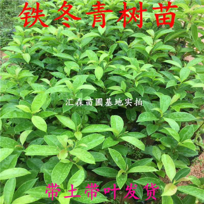万紫千红铁冬青树苗四季常青庭院绿化树珍贵药材盆栽
