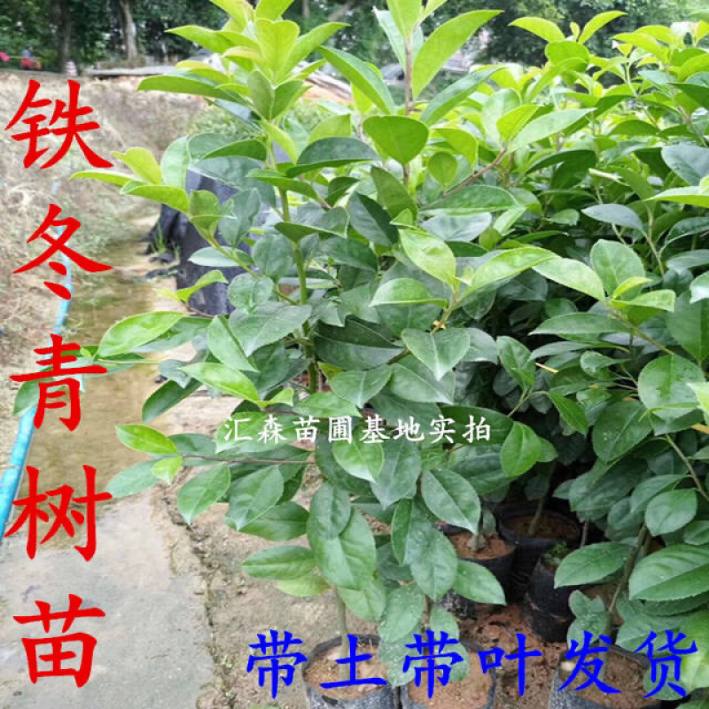 万紫千红铁冬青树苗四季常青庭院绿化树珍贵药材盆栽