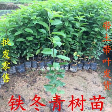 万紫千红铁冬青树苗四季常青庭院绿化树珍贵药材盆栽