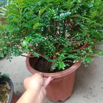 驱蚊驱虫清香木盆栽绿植植物室内四季常青净化空气盆景驱蚊草